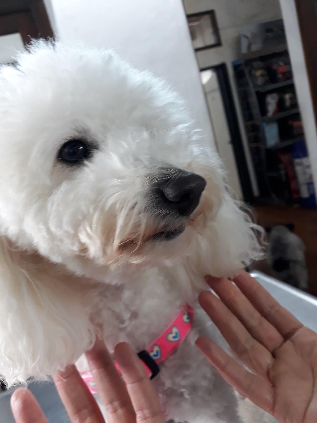 Veterinaria examinando afectuosamente a un perro en consultorio