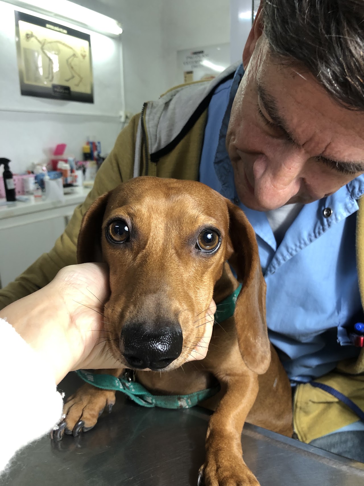 Chequeo rutinario de beagle feliz en consultorio