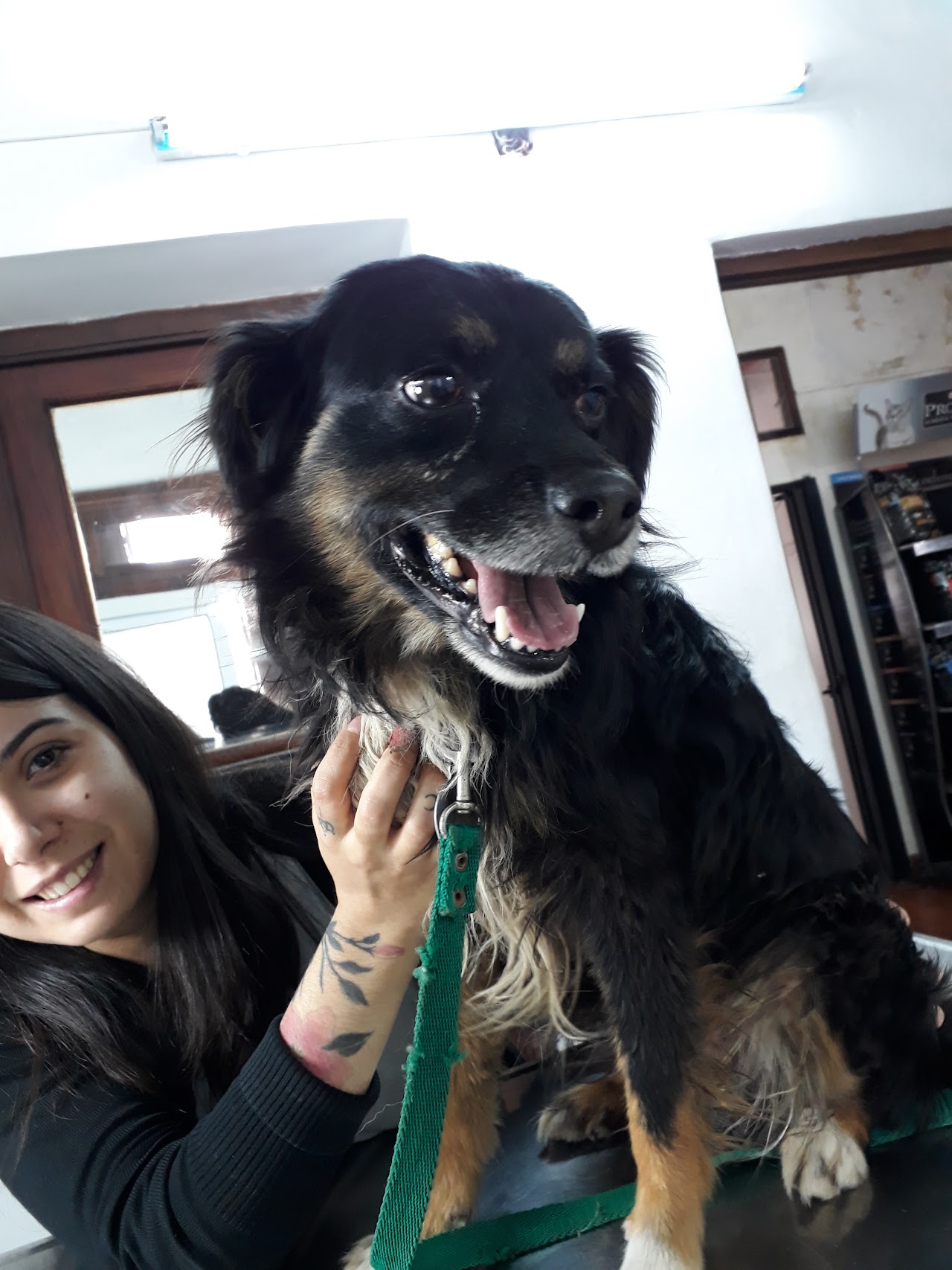 Atención médica tranquila y sin estrés para gato