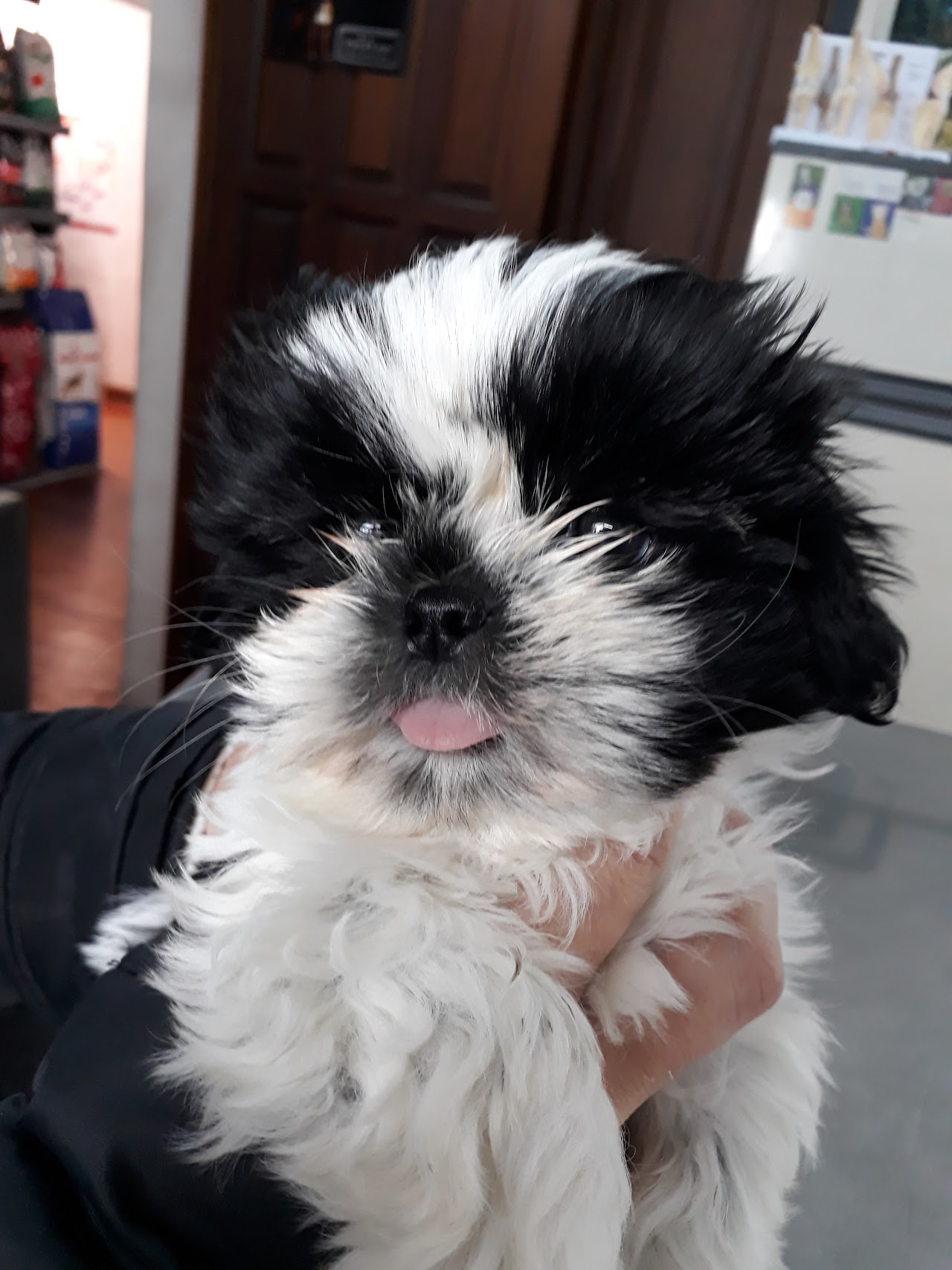 Peluquería canina y estética higiénica